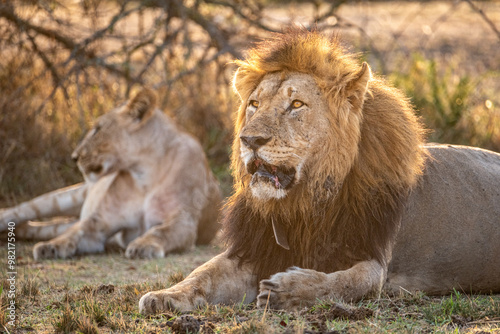 Pair of male and female lions at sunrise in Akagera National Park, Rwanda photo