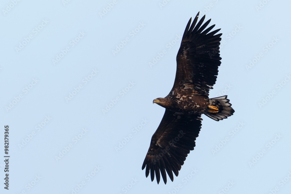 Fototapeta premium White-tailed eagle
