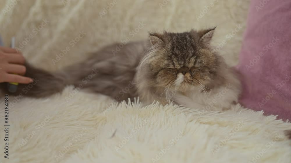 A woman gently combs her fluffy persian cat at home in a cozy indoor living room setting. A woman gently combs her fluffy persian cat at home in a cozy indoor living room setting.