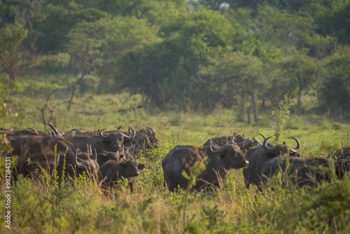 Herd of buffaloes in Akagera National Park, Rwanda photo