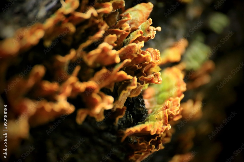 Stereum hirsutum fungus close-up showing detailed orange textures and moss layer Stereum hirsutum fungus close-up showing detailed orange textures and moss layer
