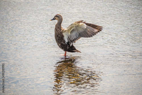 Spot-billed duck with its wings spread.