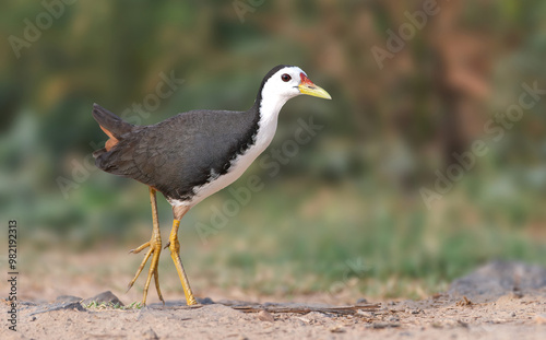 White-breasted Waterhen - A fairly common chickenlike marsh bird found in meadows, ditches, riversides & marshes photo