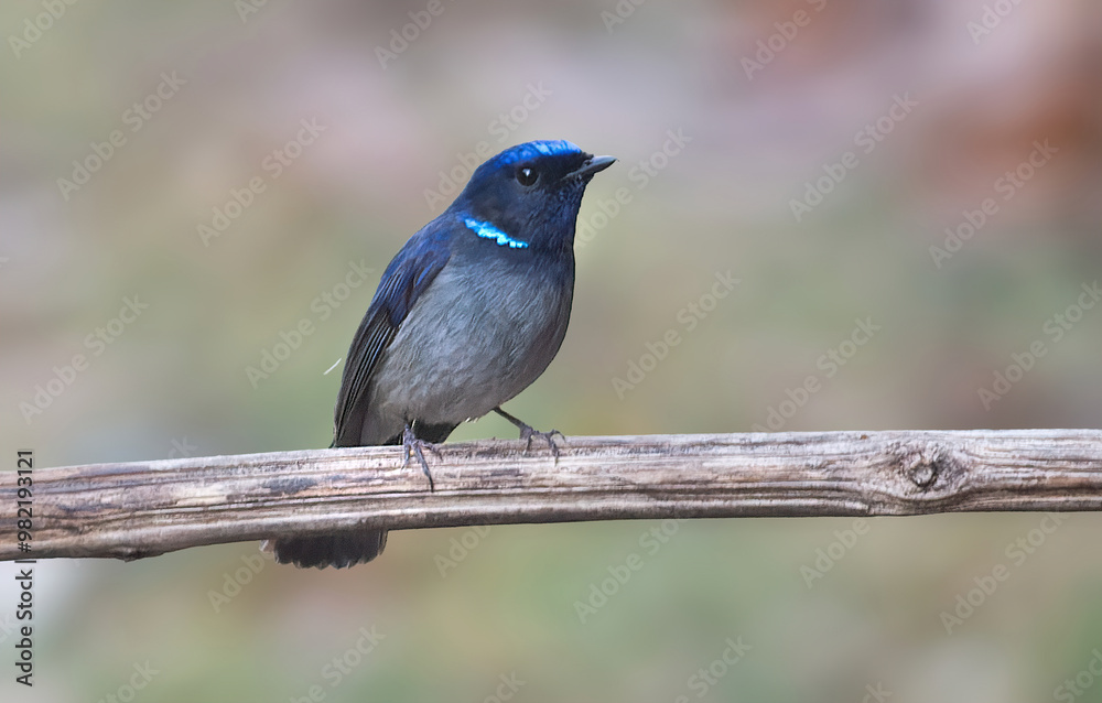 Small Niltava- a bird with bright blue with the brightest patches on the shoulder and forehead.