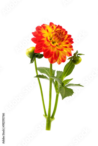 Wallpaper Mural Dahlia flower isolated on white background. Torontodigital.ca