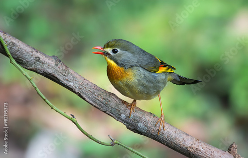 A Red-billed Leiothrix right after the bath photo