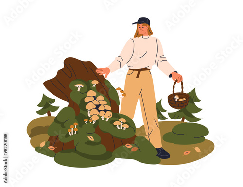 Woman walking in fall forest, finding, collecting mushrooms. Discovering fungi cluster on stump, picking fungus in wicker basket in autumn nature. Flat vector illustration isolated on white background