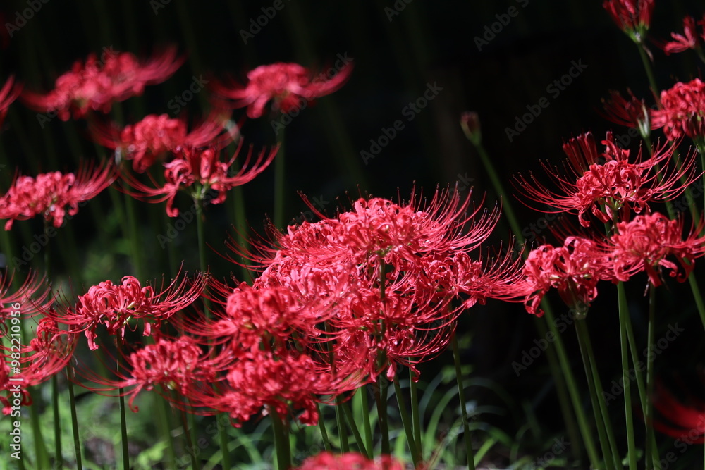 Spider-lily with a bewitching flowersJapanese atmosphere Spider-lily with a bewitching flowersJapanese atmosphere