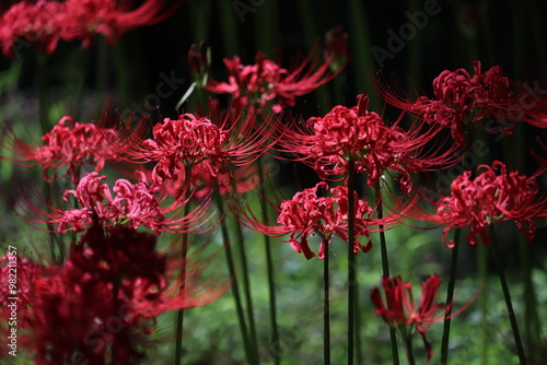 Spider-lily with a bewitching flowersJapanese atmosphere