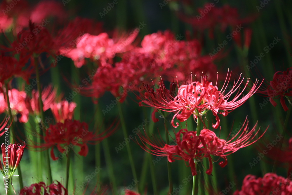 Spider-lily with a bewitching flowersJapanese atmosphere Spider-lily with a bewitching flowersJapanese atmosphere