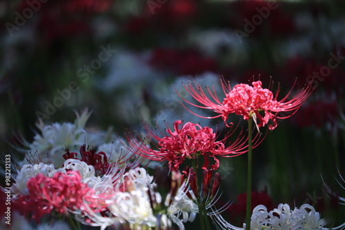 red and yellow flower