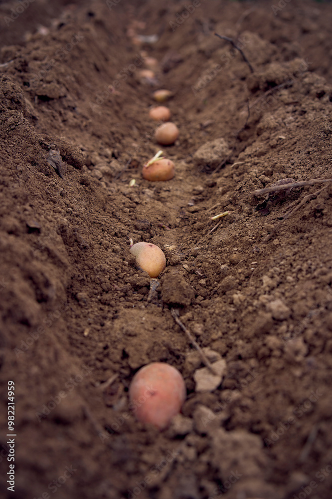 the process of planting potatoes using plows in rows the process of planting potatoes using plows in rows