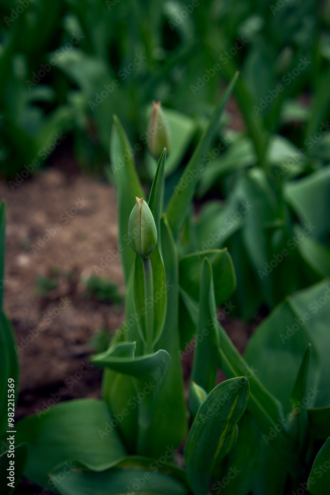 Fototapeta premium unopened spring tulips in a flower bed