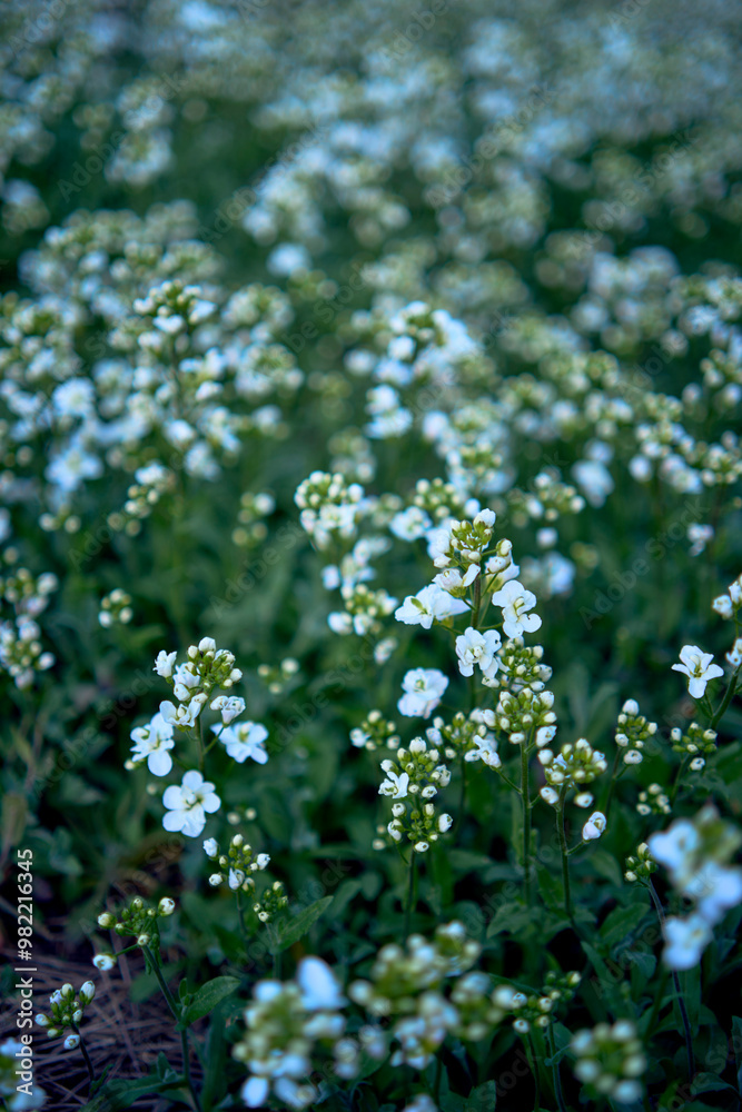 a small white spring flowers, texture, background a small white spring flowers, texture, background