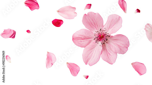 Fototapeta Naklejka Na Ścianę i Meble -  flower on a white transparent background
