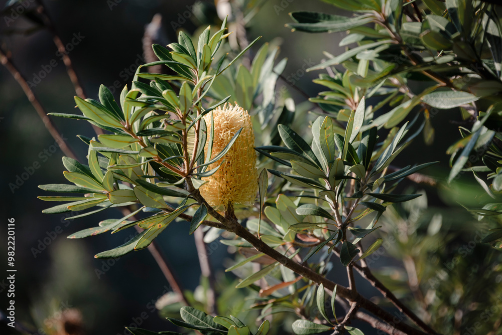 Obraz premium flower in the forest