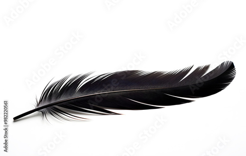 A single black feather isolated on a white background with a close-up view photo