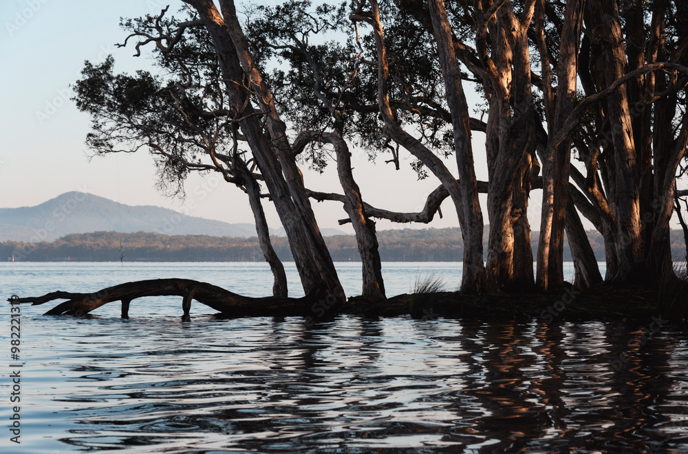 Fototapeta premium tree on the lake
