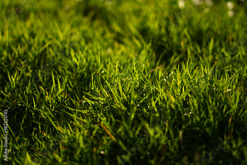 Grass in the field with backlight in summer evening