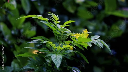 Green leaves forest in the summer morning, flower plants in the garden