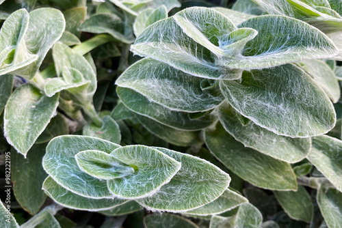 Cobweb Spiderwort. Succulent Tradescantia Sillamontana. Ornamental ground cover plant with green leaves covered in white hairs or spider web photo