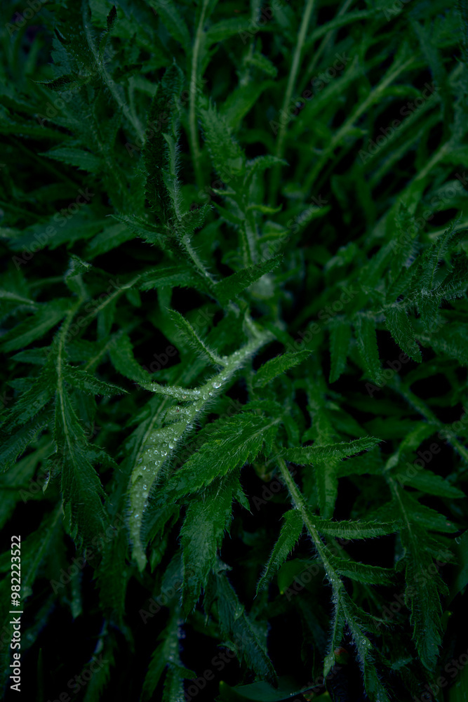 fresh green poppy sprouts, plant background fresh green poppy sprouts, plant background