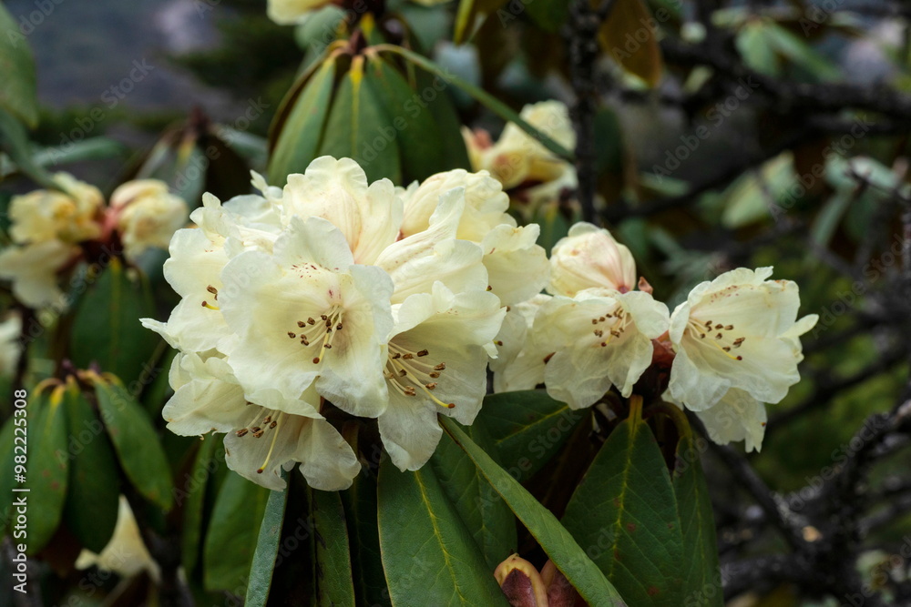 Yellow Rhododendron, Rhododendron luteum, Sikkim, India Yellow Rhododendron, Rhododendron luteum, Sikkim, India