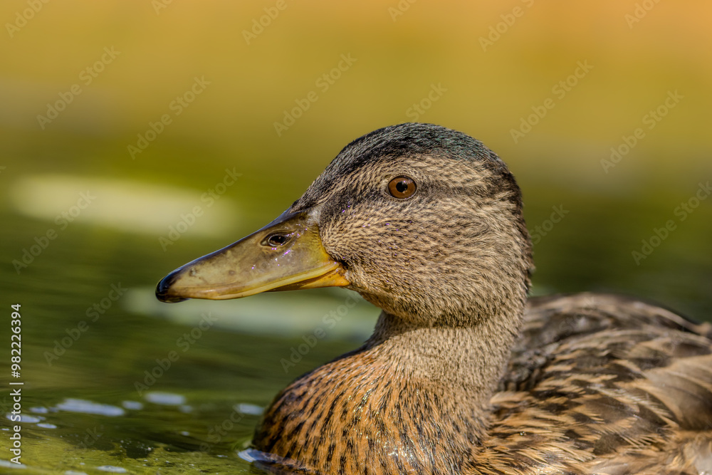 A female mallard duck swimming in a pond in Lithuania at a sunny day in summer. A female mallard duck swimming in a pond in Lithuania at a sunny day in summer.