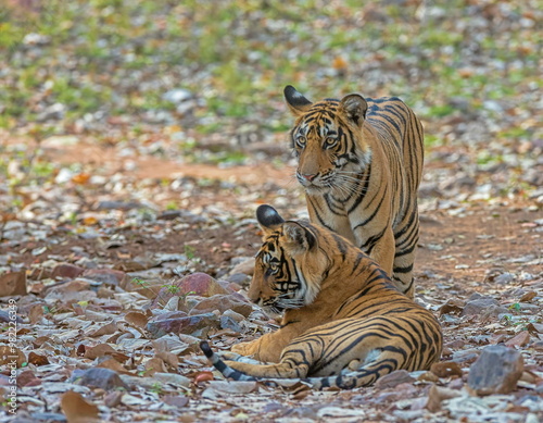 Two Tigers, Panthera tigris, Ranthambhore, Rajasthan, India photo