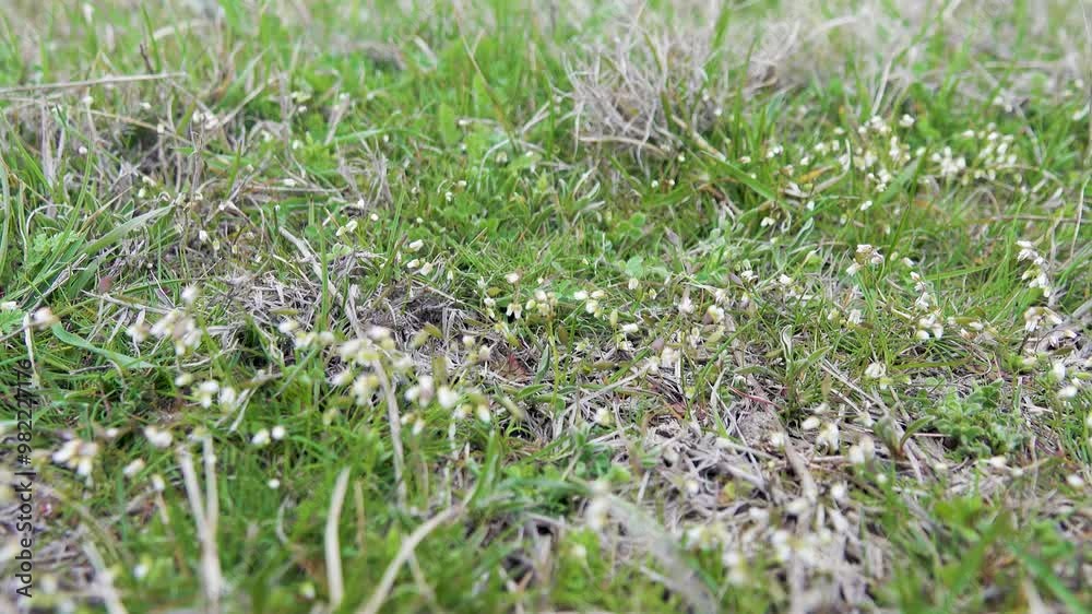 Plant ecology. Whiteblow (Draba verna), seaside, February-march. Real dwarf plant, short stem, small closed flowers. Dwarfism is fixed at genetic level in frigid climate. Anti-wind protection. Crimea