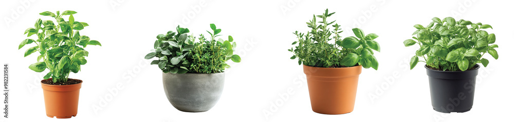 Herbs growing in various pots on a bright table in spring Transparent Background. Herbs growing in various pots on a bright table in spring Transparent Background.