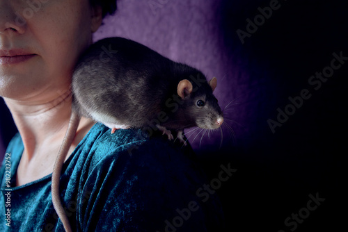 a berkshire standard rat cuddles with its owner photo