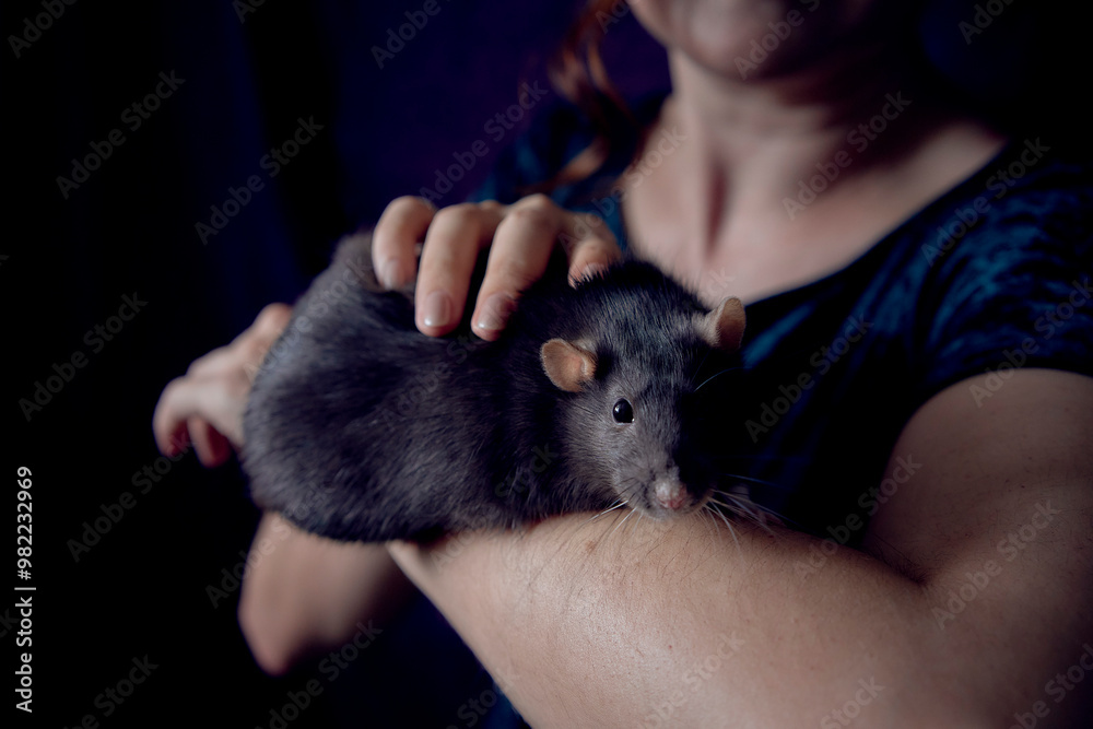 a berkshire standard rat cuddles with its owner a berkshire standard rat cuddles with its owner