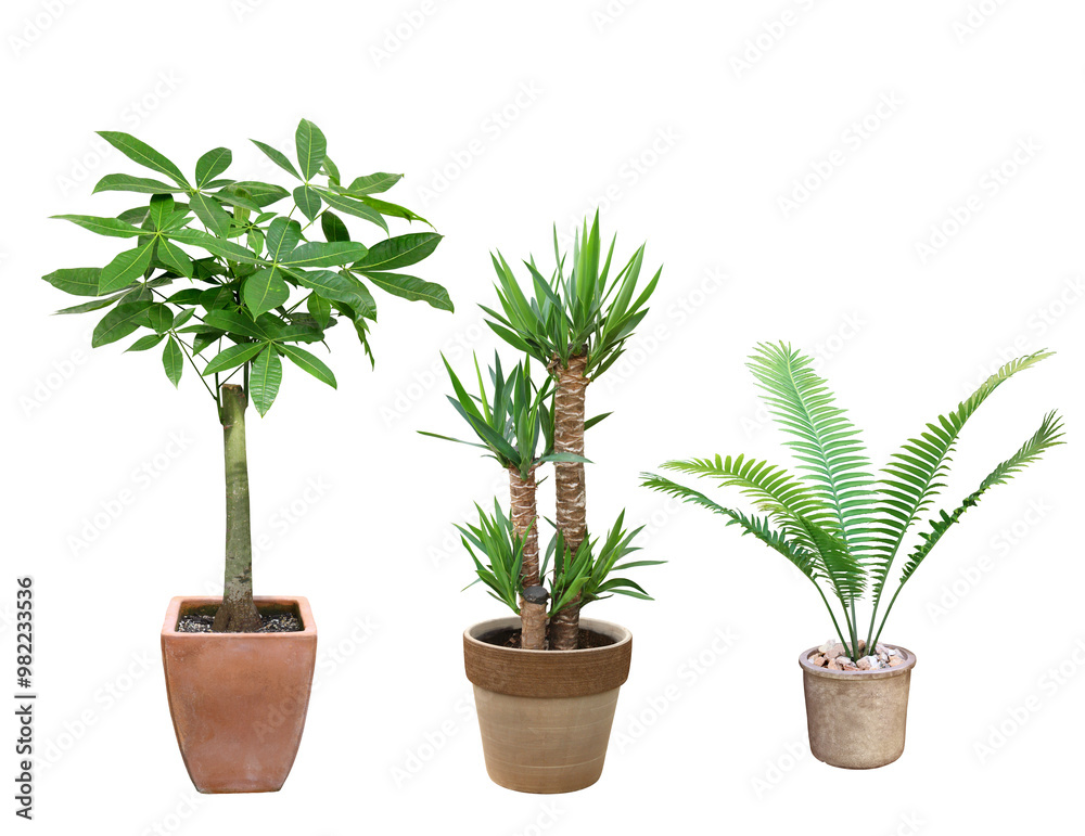 Fototapeta premium 観葉植物 パキラ ユッカ ソテツ