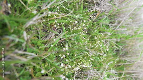 Plant ecology. Whiteblow (Draba verna), seaside, February-march. Real dwarf plant, short stem, small closed flowers. Dwarfism is fixed at genetic level in frigid climate. Anti-wind protection. Crimea photo