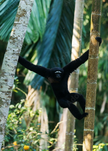 Hoolock Gibbon, male, Tinsukia, Assam, India photo