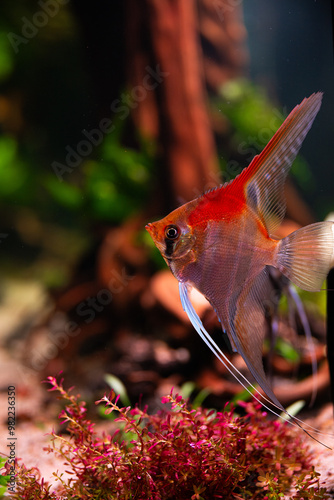 Manacapuru Angelfish, Manacapuru Skalare
