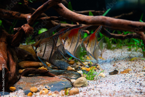 Manacapuru Angelfish, Manacapuru Skalare, Rio Nanay Skalare