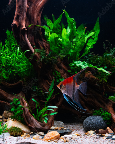 Manacapuru Angelfish, Manacapuru Skalare
