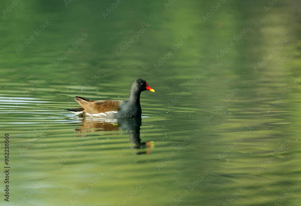 Common Moorhen, Gallinula chloropus, Bharatpur, Rajasthan, India Common Moorhen, Gallinula chloropus, Bharatpur, Rajasthan, India