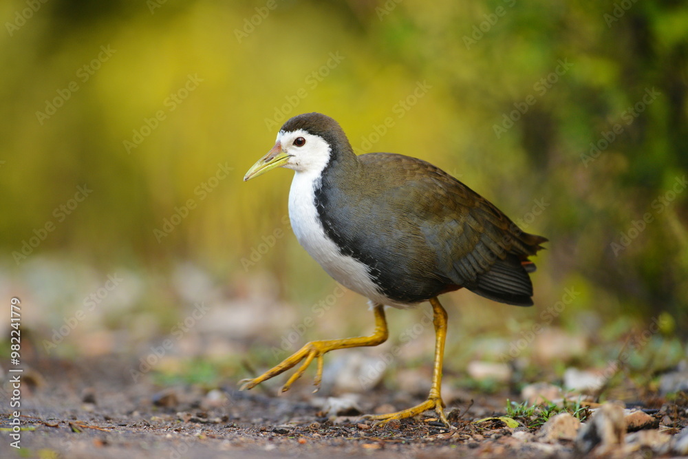 White-breasted waterhen, Amaurornis phoenicurus, Bharatpur, Rajasthan, India White-breasted waterhen, Amaurornis phoenicurus, Bharatpur, Rajasthan, India