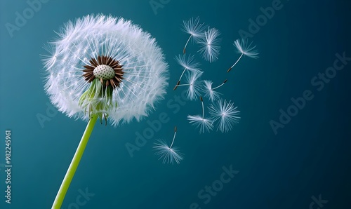Delicate Dandelion Seed Head on Blue Background
