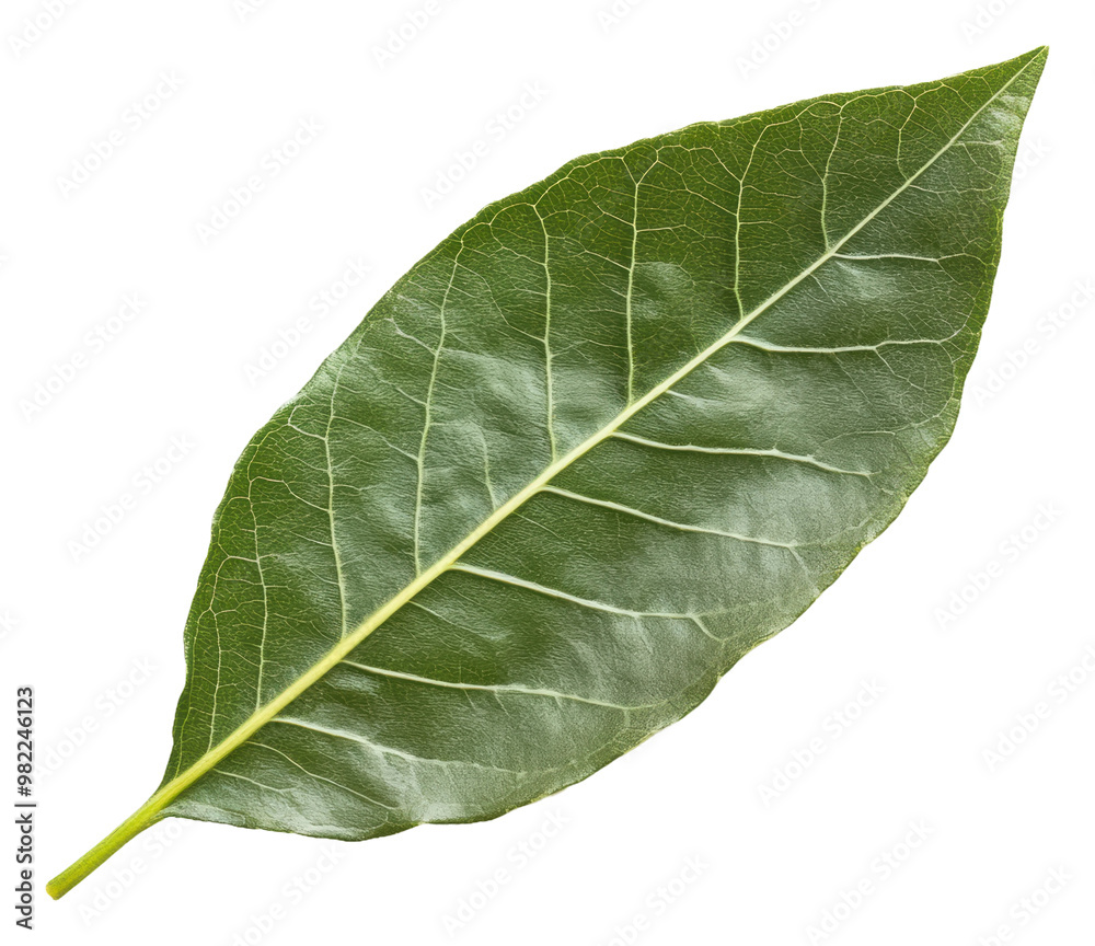 PNG Fresh bay leaf placed on a white background PNG Fresh bay leaf placed on a white background