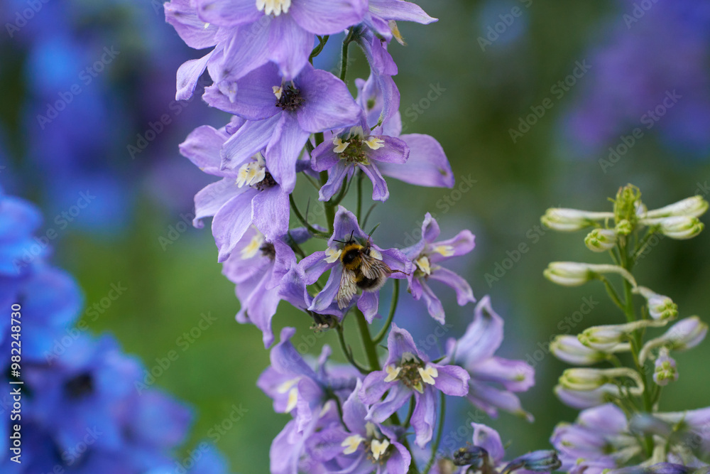 BUMBLE BEE ON FLOWER
BUMBLE BEE ON FLOWER