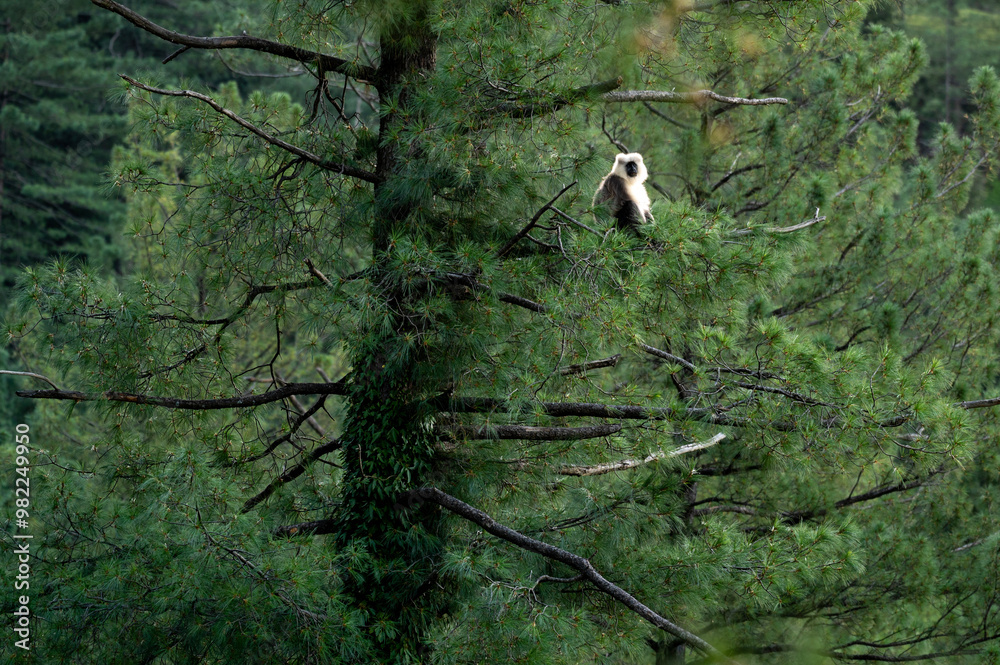 Himalayan Grey Langur in forest