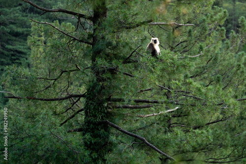 Obraz na płótnie Himalayan Grey Langur in forest w salonie