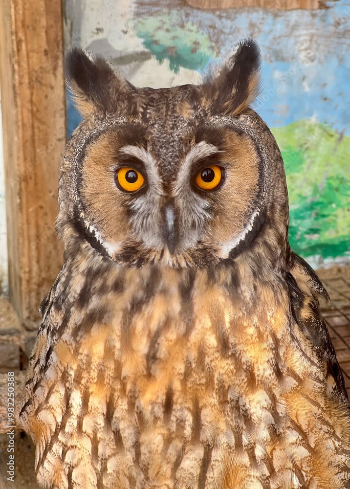 surprised owl portrait in zoo in aviary for birds motley with small ears with yellow eyes