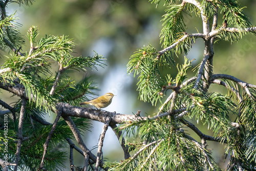 Greenish warbler