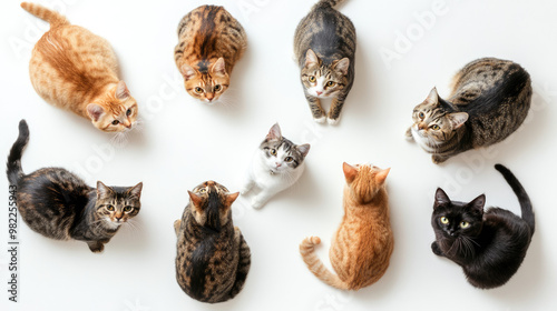 multiple cats on white background, top view