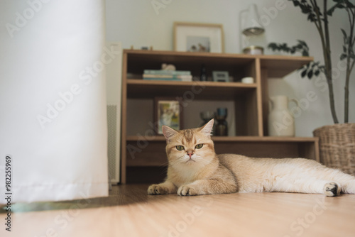 pet care concept with british cat sleep in living room